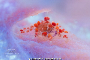 A tiny cryptic teardrop crab inside its cotton candy hous... by Susannah H. Snowden-Smith 